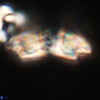 Reticulofenestra lata VR 33171