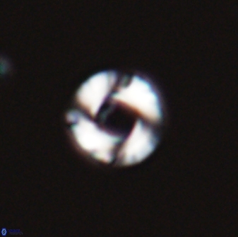 Reticulofenestra looseae 25989