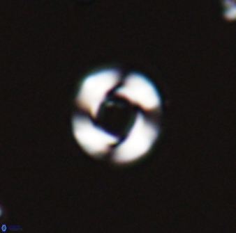 Reticulofenestra looseae 25990