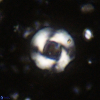 Reticulofenestra looseae VR 025494