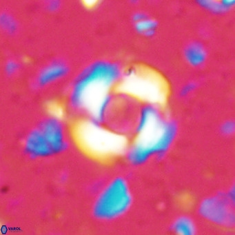 Reticulofenestra looseae VR 025500