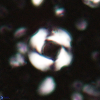 Reticulofenestra looseae VR 025501