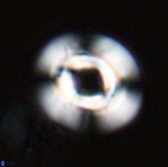 Reticulofenestra pelycomorphus 27460