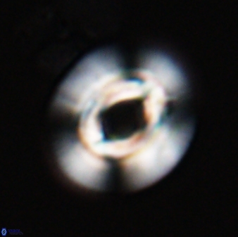 Reticulofenestra pelycomorphus 27464