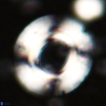 Reticulofenestra primitiva VR 024803
