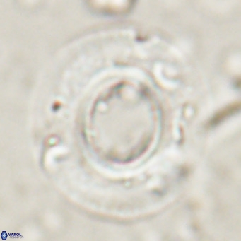 Reticulofenestra primitiva VR 024805