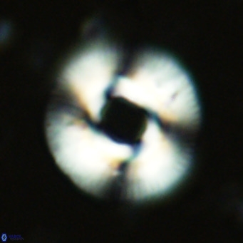 Reticulofenestra primitiva VR 02488