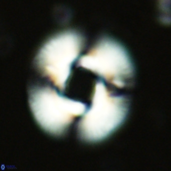 Reticulofenestra primitiva VR 02489