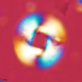 Reticulofenestra primitiva VR 02490