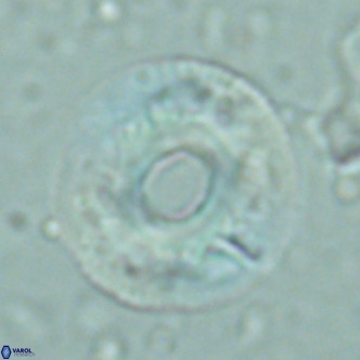 Reticulofenestra primitiva VR 02494