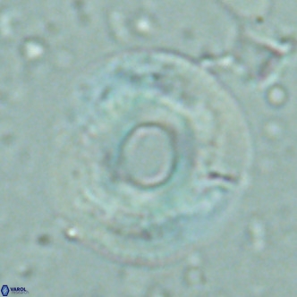 Reticulofenestra primitiva VR 02495