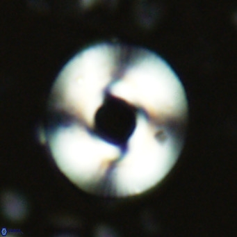 Reticulofenestra primitiva VR 02592