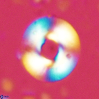 Reticulofenestra primitiva VR 02593