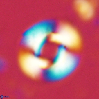 Reticulofenestra primitiva VR 02594