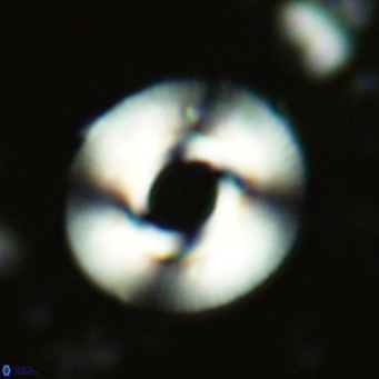 Reticulofenestra primitiva VR 02595