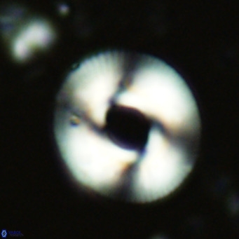 Reticulofenestra primitiva VR 02596