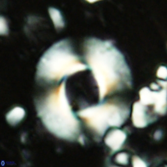 Reticulofenestra primitiva VR 02520