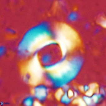 Reticulofenestra primitiva VR 02523
