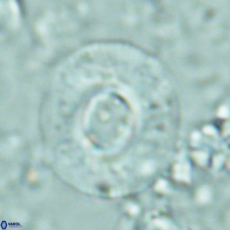 Reticulofenestra primitiva VR 02527