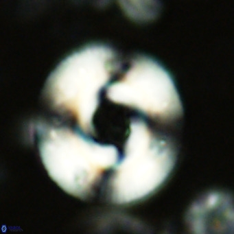 Reticulofenestra primitiva VR 02766