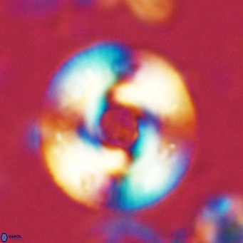 Reticulofenestra primitiva VR 02767