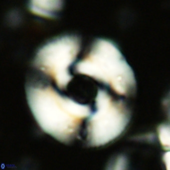 Reticulofenestra primitiva VR 02770