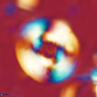 Reticulofenestra primitiva VR 02771