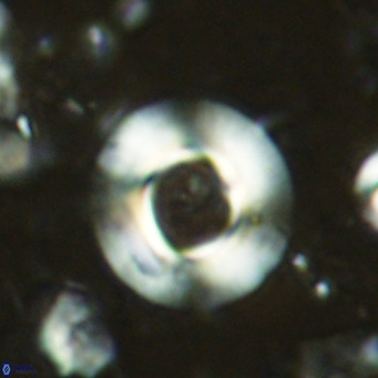 Reticulofenestra primitiva VR 03034