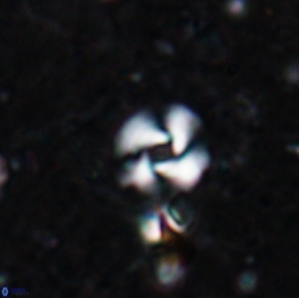 Reticulofenestra pseudogammation 19457