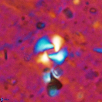 Reticulofenestra pseudogammation 19458