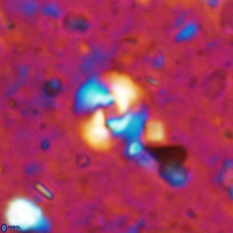 Reticulofenestra pseudogammation 19459