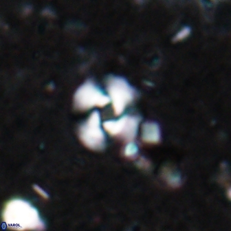 Reticulofenestra pseudogammation 19460