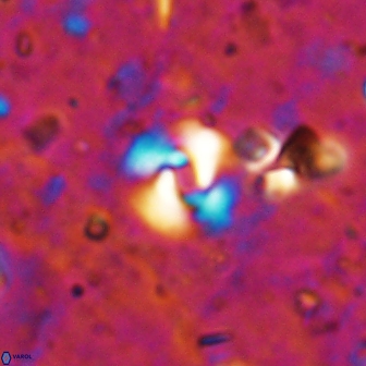 Reticulofenestra pseudogammation 19462