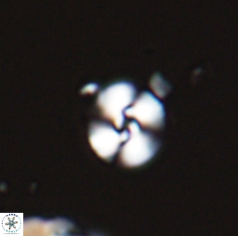 Reticulofenestra sp. A 25999