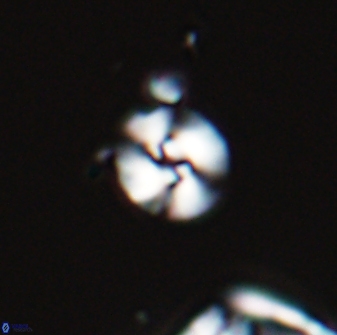 Reticulofenestra pseudogammation 26002