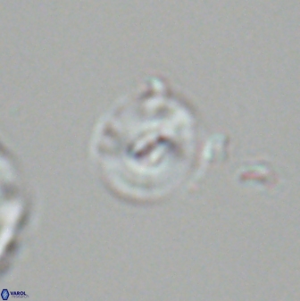 Reticulofenestra pseudogammation 26003