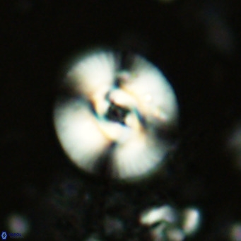 Reticulofenestra pseudogammation VR 02730