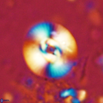 Reticulofenestra pseudogammation VR 02731