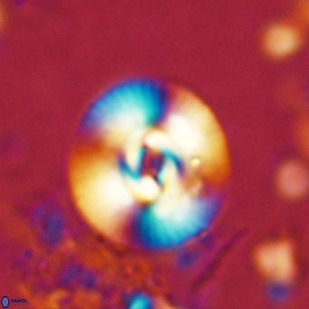 Reticulofenestra pseudogammation VR 02732
