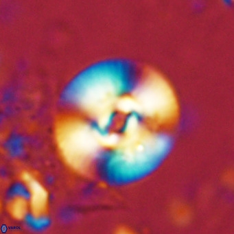 Reticulofenestra pseudogammation VR 02733