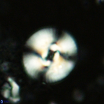 Reticulofenestra pseudogammation VR 02734
