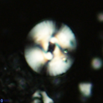 Reticulofenestra pseudogammation VR 02736