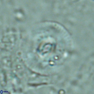 Reticulofenestra pseudogammation VR 02739