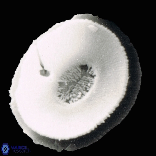 Reticulofenestra pseudoumbilicuc 1150 17