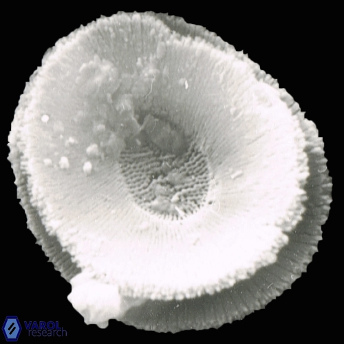 Reticulofenestra pseudoumbilicus 1104 7