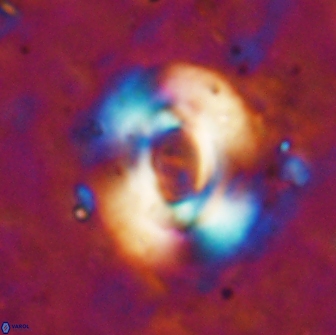 Reticulofenestra pseudoumbilicus 19419