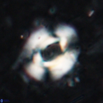 Reticulofenestra pseudoumbilicus 19421