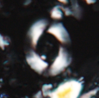 Reticulofenestra pseudoumbilicus amplus 22753