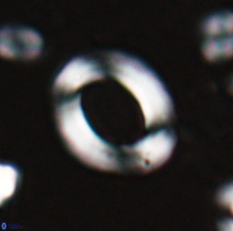 Reticulofenestra pseudoumbilicus amplus 26551