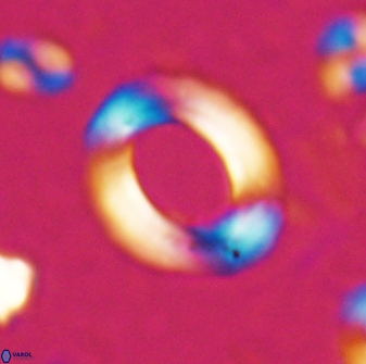 Reticulofenestra pseudoumbilicus amplus 26552